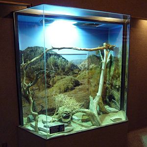 Mexican Boa Constrictor Exhibit