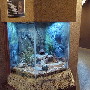 Pacific Chorus Frog Exhibit