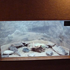 Western Toad Exhibit