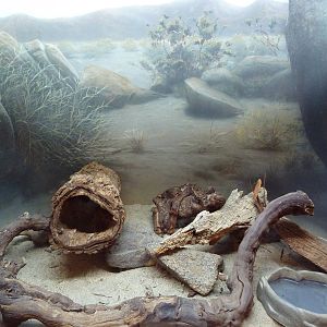 Sonoran Black Kingsnake Exhibit