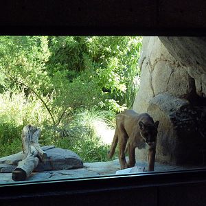 Cougar Exhibit