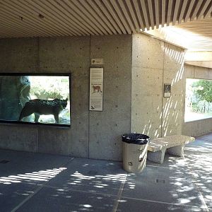 Cougar Exhibit