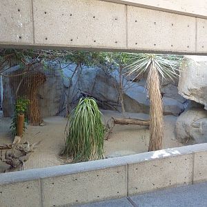 Caracal Exhibit