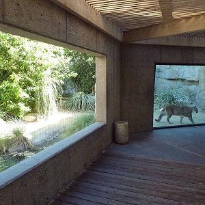Cougar Exhibit