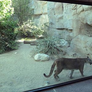 Cougar Exhibit