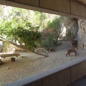 Bobcat Exhibit