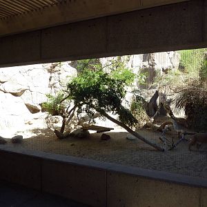 Bobcat Exhibit