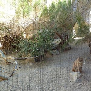 Bobcat Exhibit