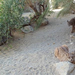 Bobcat Exhibit