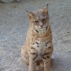 Bobcat