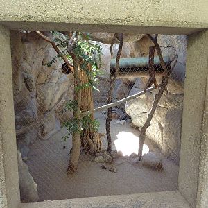Ringtail Exhibit