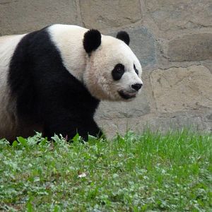 Mei Xiang