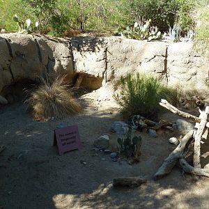 Collared Peccary Exhibit