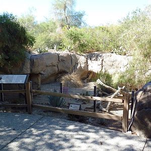 Collared Peccary Exhibit