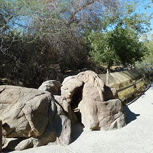 Mexican Grey Wolf Exhibit