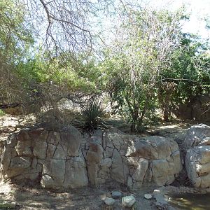 Mexican Grey Wolf Exhibit