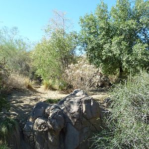 Mexican Grey Wolf Exhibit