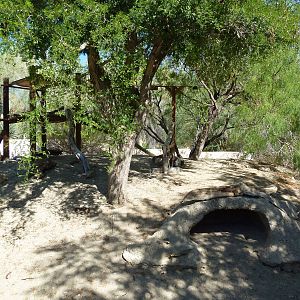 White-Nosed Coati Exhibit