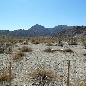 Peninsular Pronghorn Exhibit