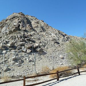 Desert Bighorn Sheep Exhibit