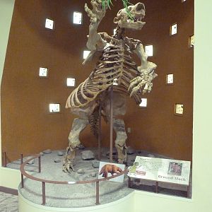 Discovery Center - Ground Sloth Skeleton