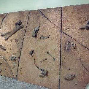 Discovery Center - Fossil Wall