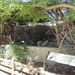 Arabian Wild Cat Exhibit