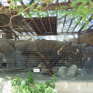 Arabian Wild Cat Exhibit