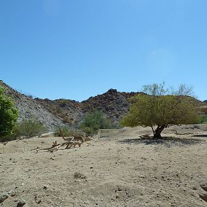 Arabian Oryx Exhibit