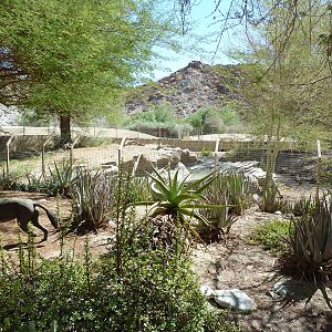 African Wild Dog Exhibit