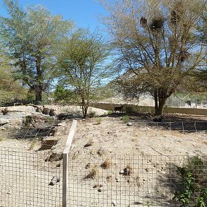 African Wild Dog Exhibit