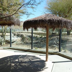 African Wild Dog Exhibit