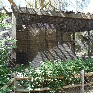 White-Faced Scops Owl/Spur-Winged Plover Exhibit