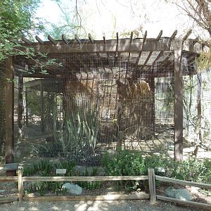 Racquet-Tailed Roller/Cape Thicknee Exhibit