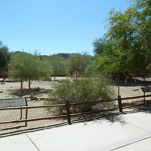 African Exhibit (3 Species)