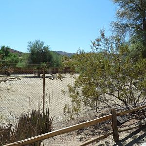 African Exhibit (3 Species)