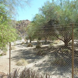 Kori Bustard Exhibit