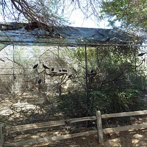 Waldrapp Ibis Exhibit