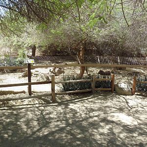 Bat-Eared Fox/Leopard Tortoise Exhibit