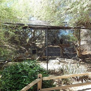 Eurasian Black Vulture Exhibit