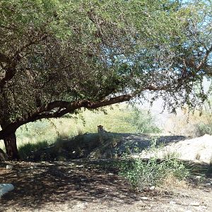 Cheetah Exhibit - See A Cheetah?