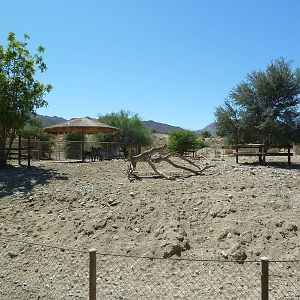 Grevy's Zebra Exhibit