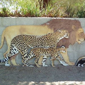 Life-Size Cat Images