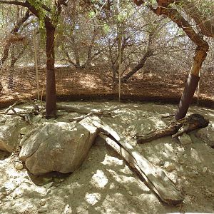 African Crested Porcupine Exhibit