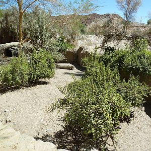 African Spurred Tortoise Exhibit