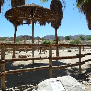Dromedary Exhibit
