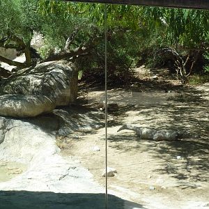 Amur Leopard Exhibit