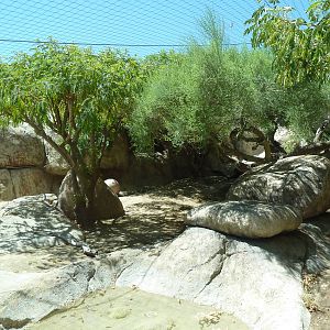 Amur Leopard Exhibit