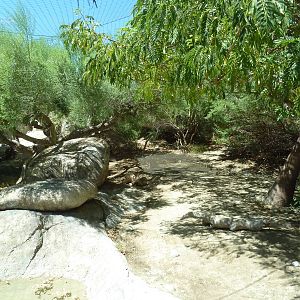 Amur Leopard Exhibit