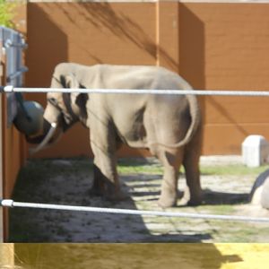 Billy the elephant plays ball